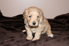 Orange Boy, week 4, 3lb 11oz<br>
 