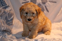 Orange Boy, week 7, 5lb 8oz<br>
 