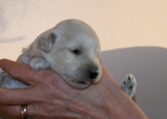Purple Girl, week 2, 1lb 5oz<br>
 