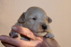 Blue Boy, week 2, 1lb 8oz<br>
 