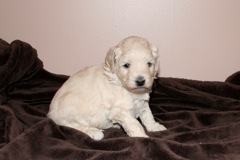 Purple Girl, week 4, 2lb 10oz<br>
 