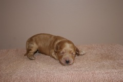 Red Boy, week 1, 1lb<br>
 