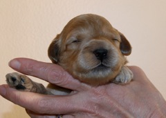 Red Boy, week 2, 1lb 8oz<br>
 