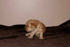 Red Boy, week 3, 2lb 2oz<br>
 