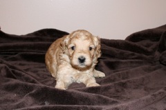 Red Boy, week 4, 2lb 14oz<br>
 