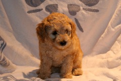 Red Boy, week 7, 4lb<br>
 