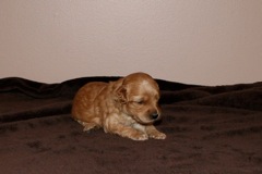 Red Girl, week 3, 1lb 8oz<br>
 