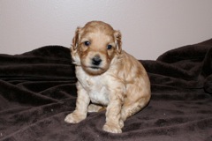 Red Girl, week 4, 2lb 9oz<br>
 