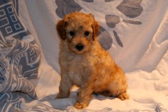 Red Girl, week 7, 5lbs<br>
 