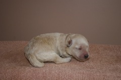 Teal Boy, week 1, 1lb<br>
 