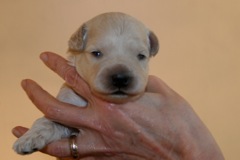 Teal Boy, week 2, 1lb 8oz<br>
 