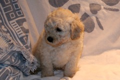 Teal Boy, week 7, 6lbs<br>
 