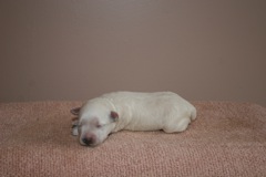 Teal Girl, week 2, 1lb 4oz<br>
 