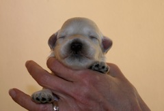 Teal Girl, week 2, 1lb 4oz<br>
 