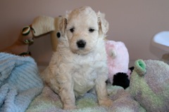 Teal Girl, week 5, 3lb 2oz<br>
 