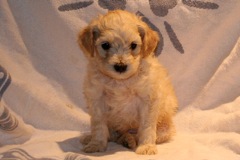 Yellow Boy, week 7, 3lb 10oz<br>
 