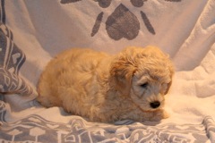 Blue Boy, week 7, 5lb 5oz<br>
 