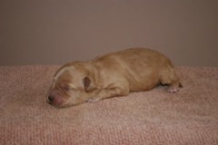 Orange Boy, week 1, 1lb 1oz<br>
 