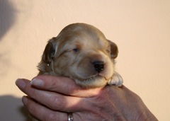 Orange Boy, week 2, 1lb 13oz<br>
 
