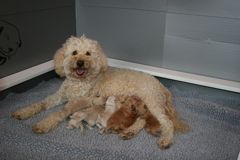 Picture of Silk, an Australian Labradoodle with her puppies