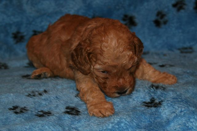 Picture of Australian Labradoodle