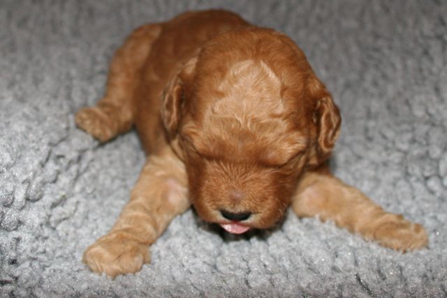 Picture of Australian Labradoodle