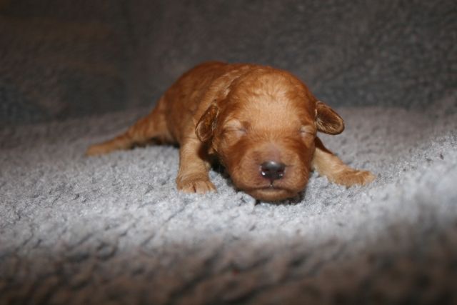 Picture of Australian Labradoodle