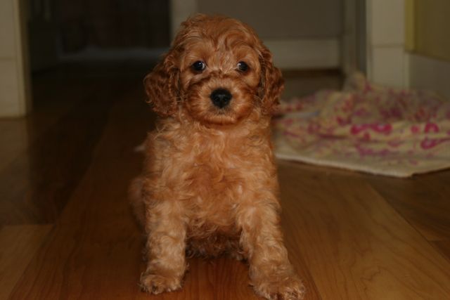 Picture of Australian Labradoodle