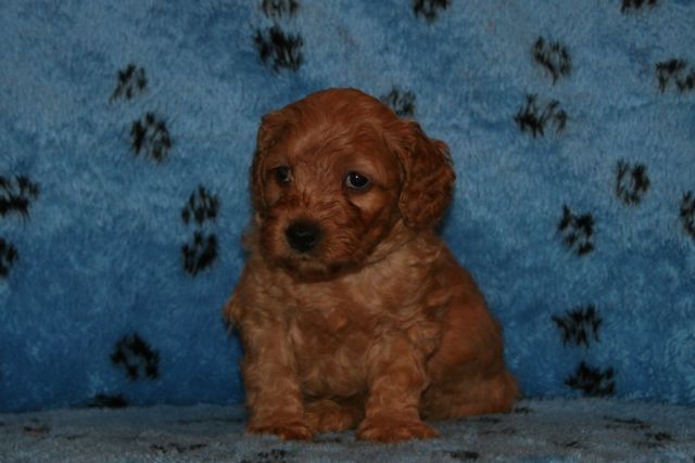 Picture of Australian Labradoodle