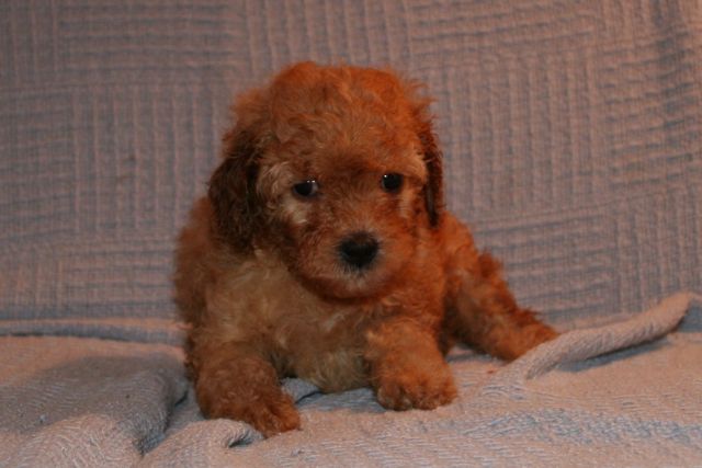 Picture of Australian Labradoodle