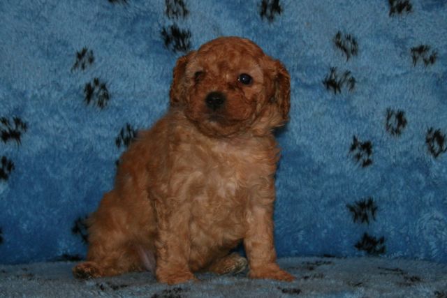 Picture of Australian Labradoodle