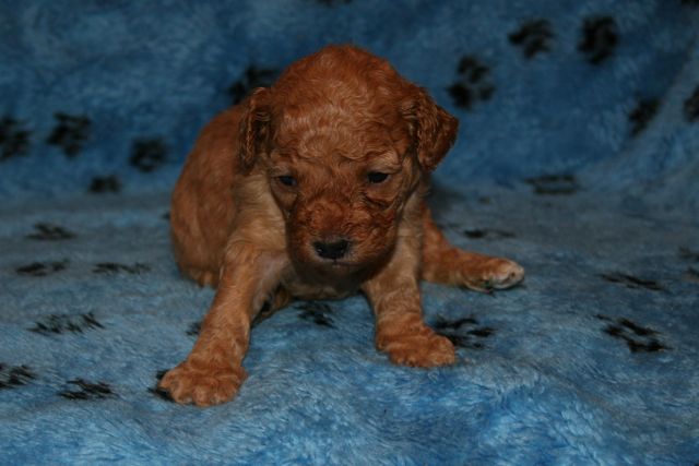 Picture of Australian Labradoodle
