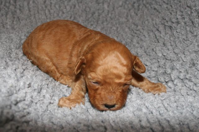 Picture of Australian Labradoodle