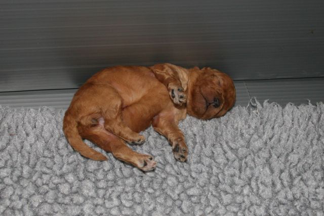 Picture of Australian Labradoodle