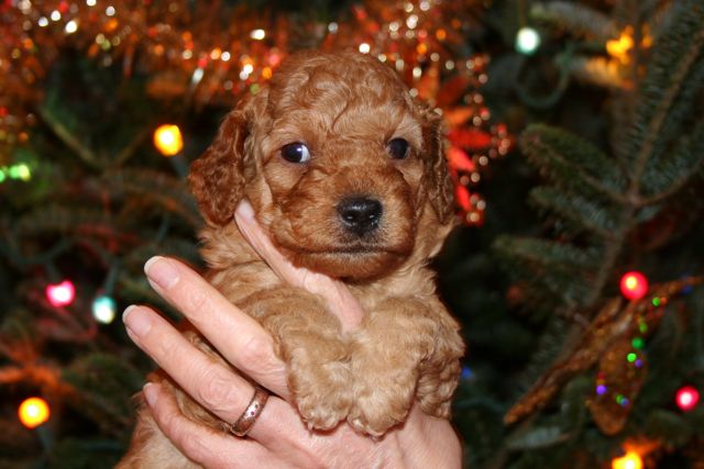 Picture of Australian Labradoodle