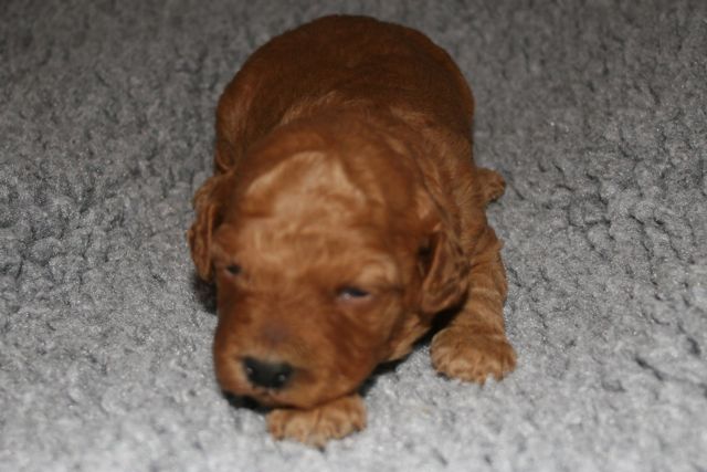 Picture of Australian Labradoodle
