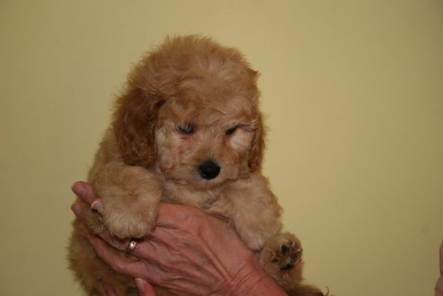 Picture of Australian Labradoodle