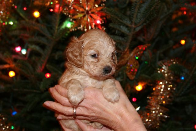Picture of Australian Labradoodle