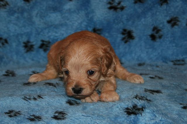 Picture of Australian Labradoodle