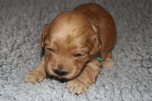 Picture of Australian Labradoodle