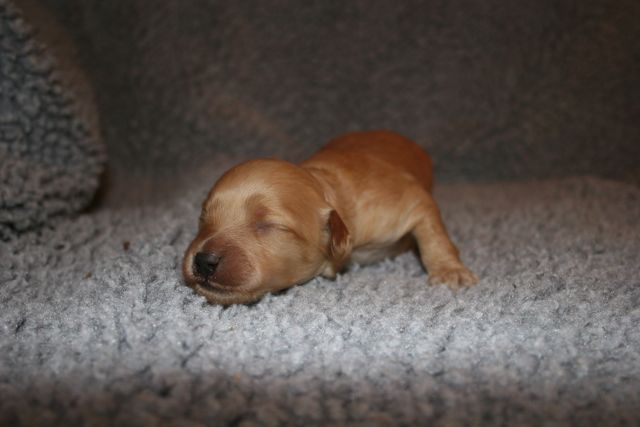 Picture of Australian Labradoodle