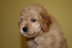 Picture of Australian Labradoodle