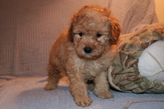 Picture of Australian Labradoodle