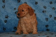 Picture of Australian Labradoodle