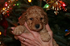 Picture of Australian Labradoodle