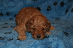 Picture of Australian Labradoodle