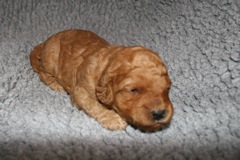 Picture of Australian Labradoodle