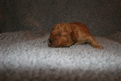 Picture of Australian Labradoodle