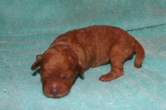 Picture of Australian Labradoodle