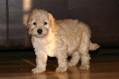 Picture of Australian Labradoodle